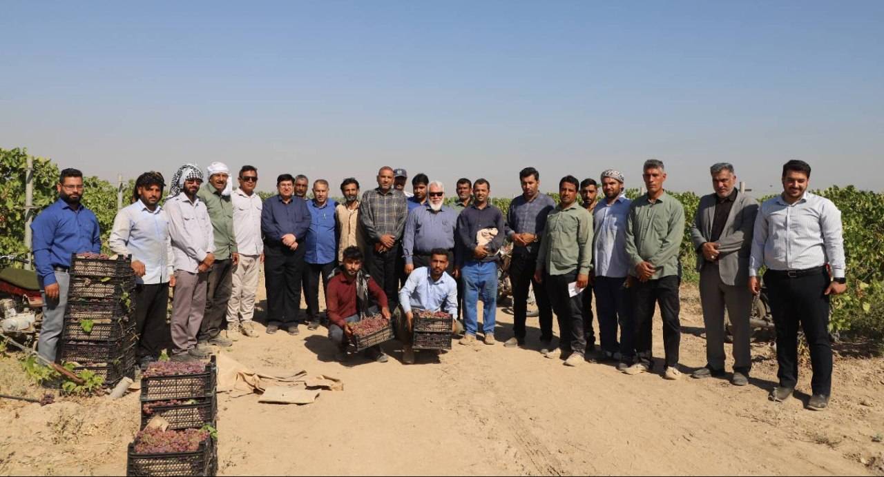 بازدید میدانی مدیرعامل شرکت نیشکر هفت‌تپه از آخرین روند برداشت انگور در تاکستان این شرکت/ مهندس دورباشی‌زاده: بر حمایت همه جانبه از رونق محصولات غیرنیشکری ادامه خواهیم داد